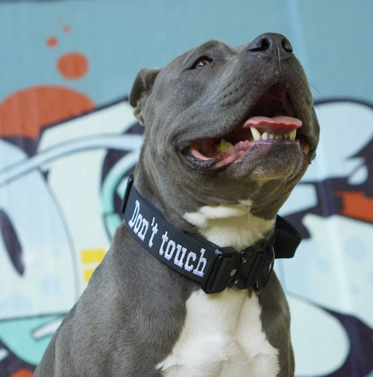 Hundehalsband BACO Schwarz 2.0 – Bild 6