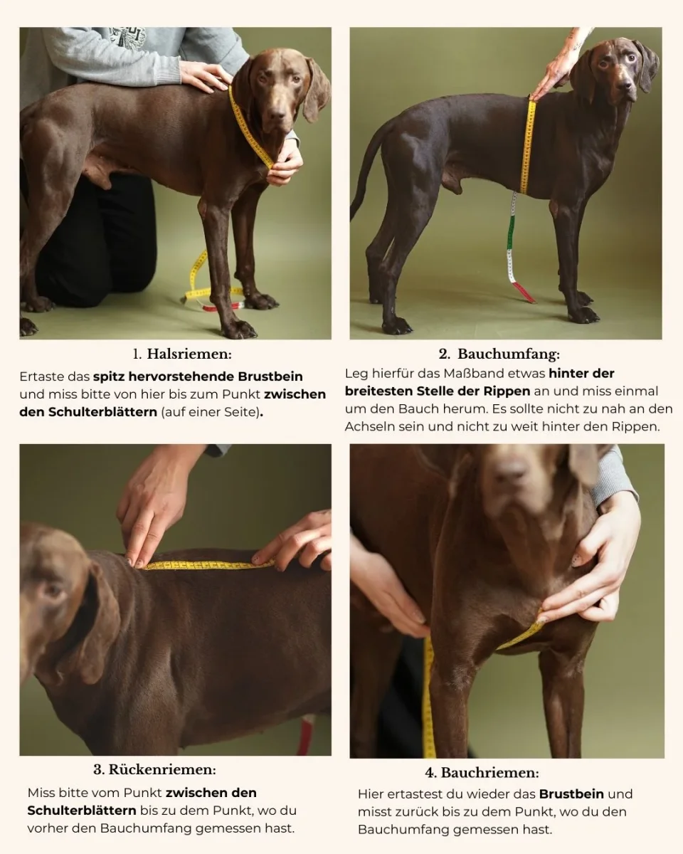 Dog harness made of Biothane 'Mika' | magenta – Bild 3